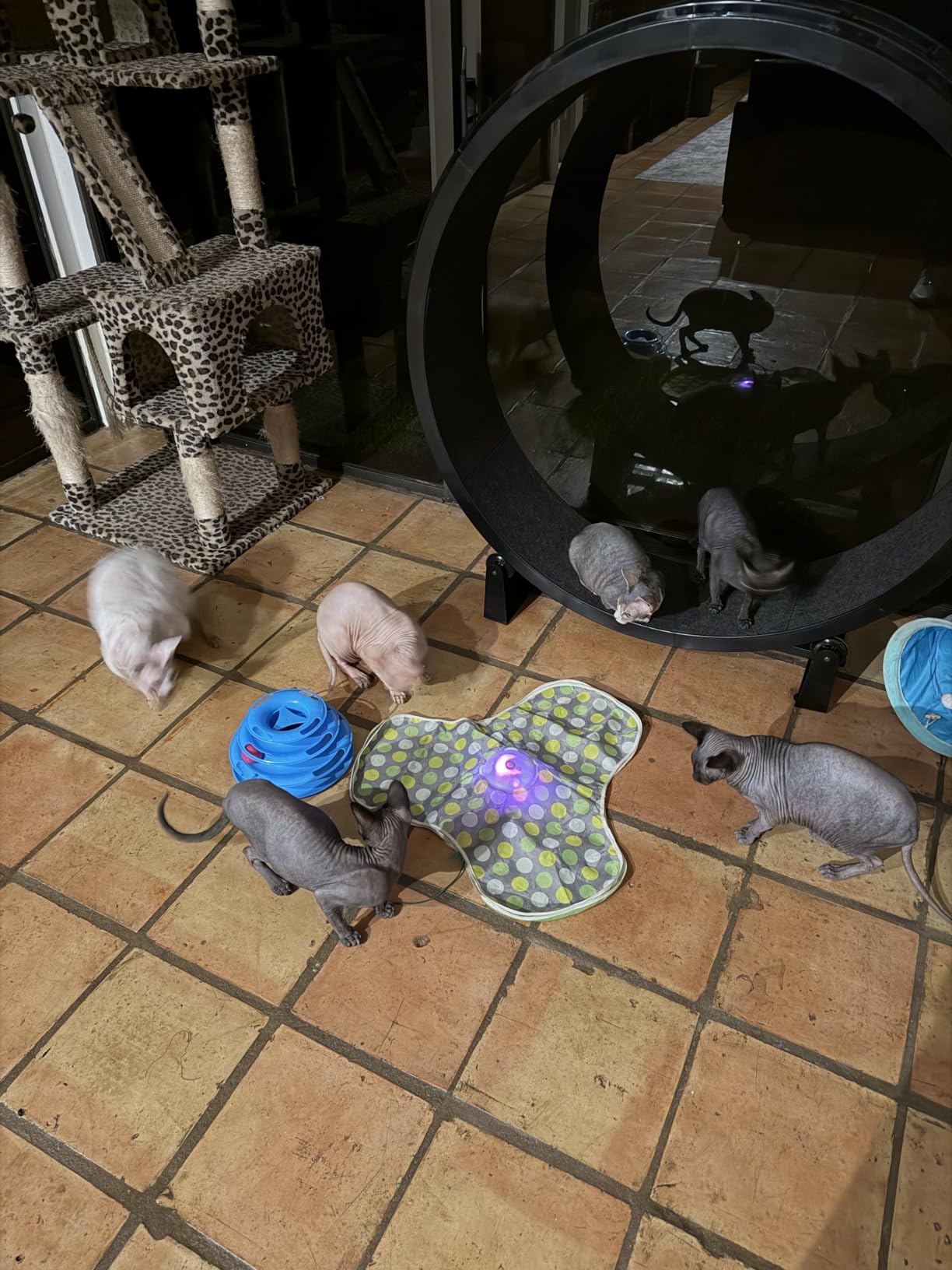PETKIT Purobot Max Pro 2 AI-Camera Self Cleaning Cat Litter Box Odor-Free customer photo 2
