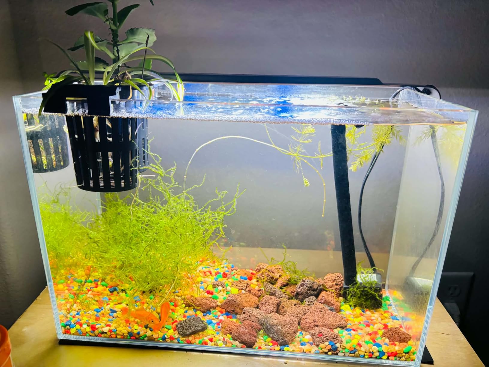 Vimvins 3 Gallon Glass Fish Tank, Easy to Maintain Small Aquarium for Betta/Goldfish/Snails/Shrimp and Aquatic Planting customer photo 1