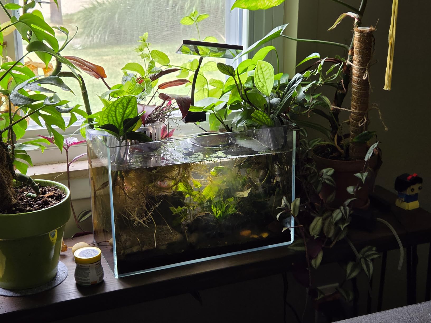 Vimvins 3 Gallon Glass Fish Tank, Easy to Maintain Small Aquarium for Betta/Goldfish/Snails/Shrimp and Aquatic Planting customer photo 2
