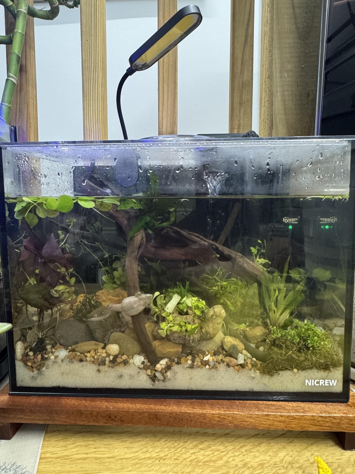 NICREW 2.5 Gallon Nano Nature Aquarium Kit Betta Fish Tank, Complete, Black | Ultra-Clear Rimless Glass, Light & Filter Included, Gravel & Rocks Included, Beginner-Friendly, Home & Office Desktop Decor customer photo 1