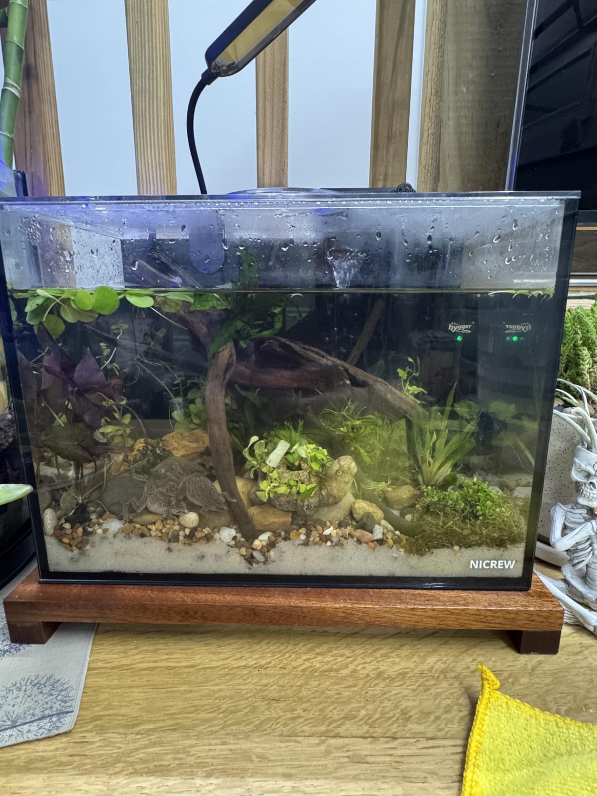 NICREW 2.5 Gallon Nano Nature Aquarium Kit Betta Fish Tank, Complete, Black | Ultra-Clear Rimless Glass, Light & Filter Included, Gravel & Rocks Included, Beginner-Friendly, Home & Office Desktop Decor customer photo 2