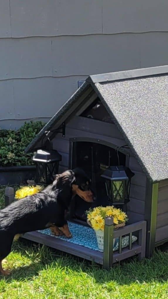 Dog House Outdoor, Insulated Dog Kennel Outside for Large Breed, 50.87