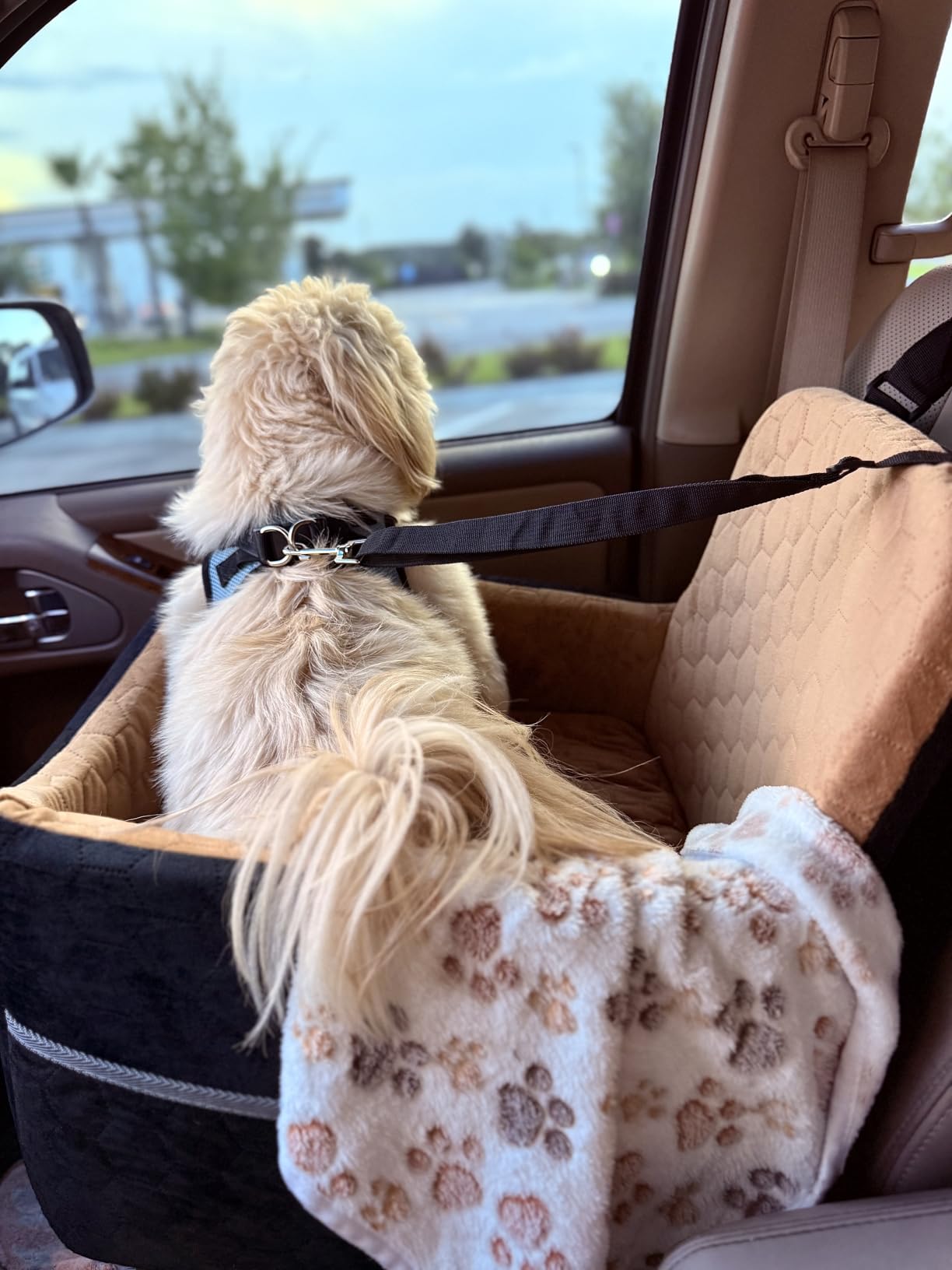 Dog Car Seat for Small/Medium Dogs, Memory Foam Dog Booster Seat, Travel Safety Per Car Seat with Washable Removable Cover, Storage Pockets for Dogs up to 35 lbs (Gray) customer photo 1