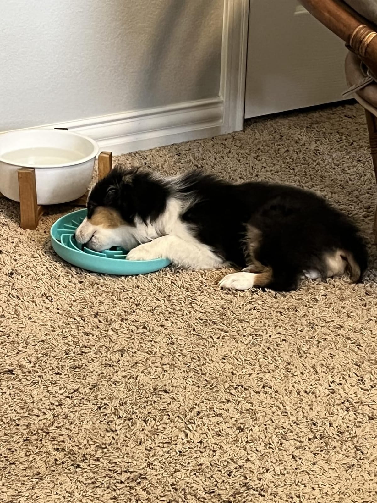 Lesipee Slow Feeder Dog Bowl for Large & Small Pets, Anti Choking Puzzle Dog Food Bowl with Non-Slip Base, Interactive Pet Slow Eating, Silicone Cat Feeder for Puppies & Cats(Grey Green) customer photo 2