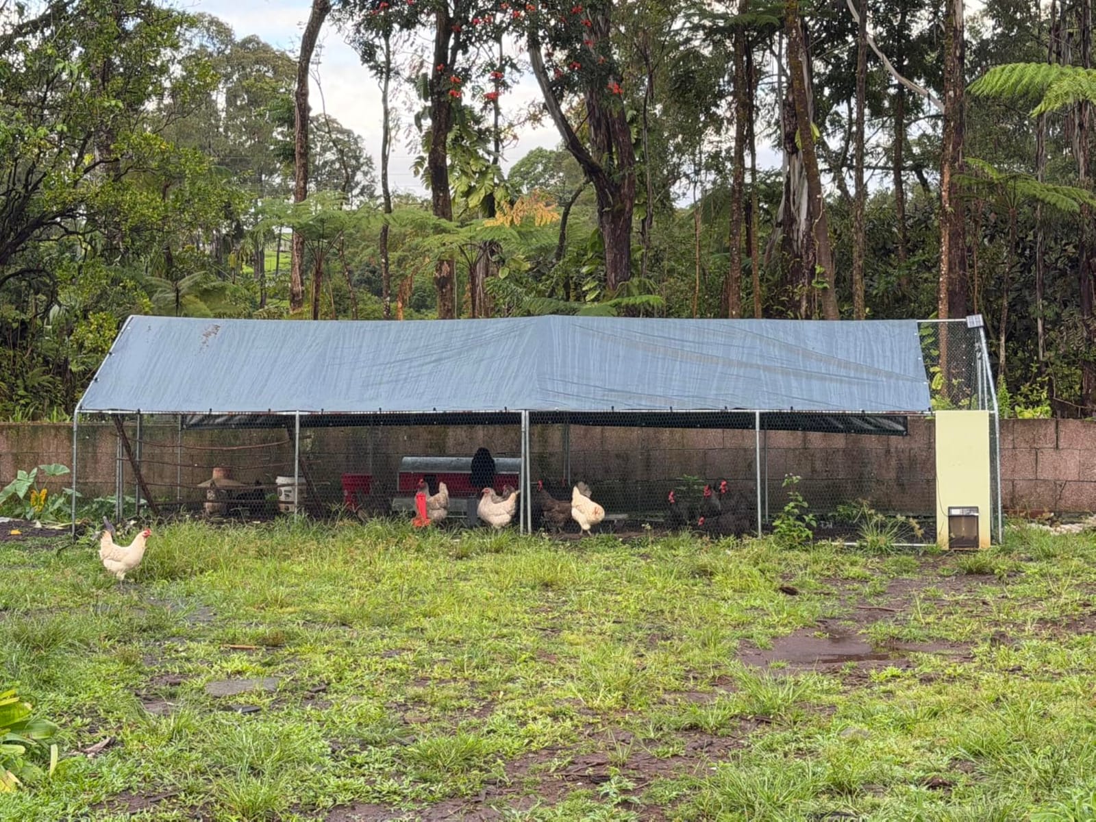 VEVOR Metal Chicken Coop, 6.56x6.56x6.56ft Large Walk-in Chicken Runs with Cover, Spire Roof Hen House Enclosure with Security Lock, Outdoor Duck Rabbit Cage Poultry Pen for Backyard, Farm, Yard customer photo 1