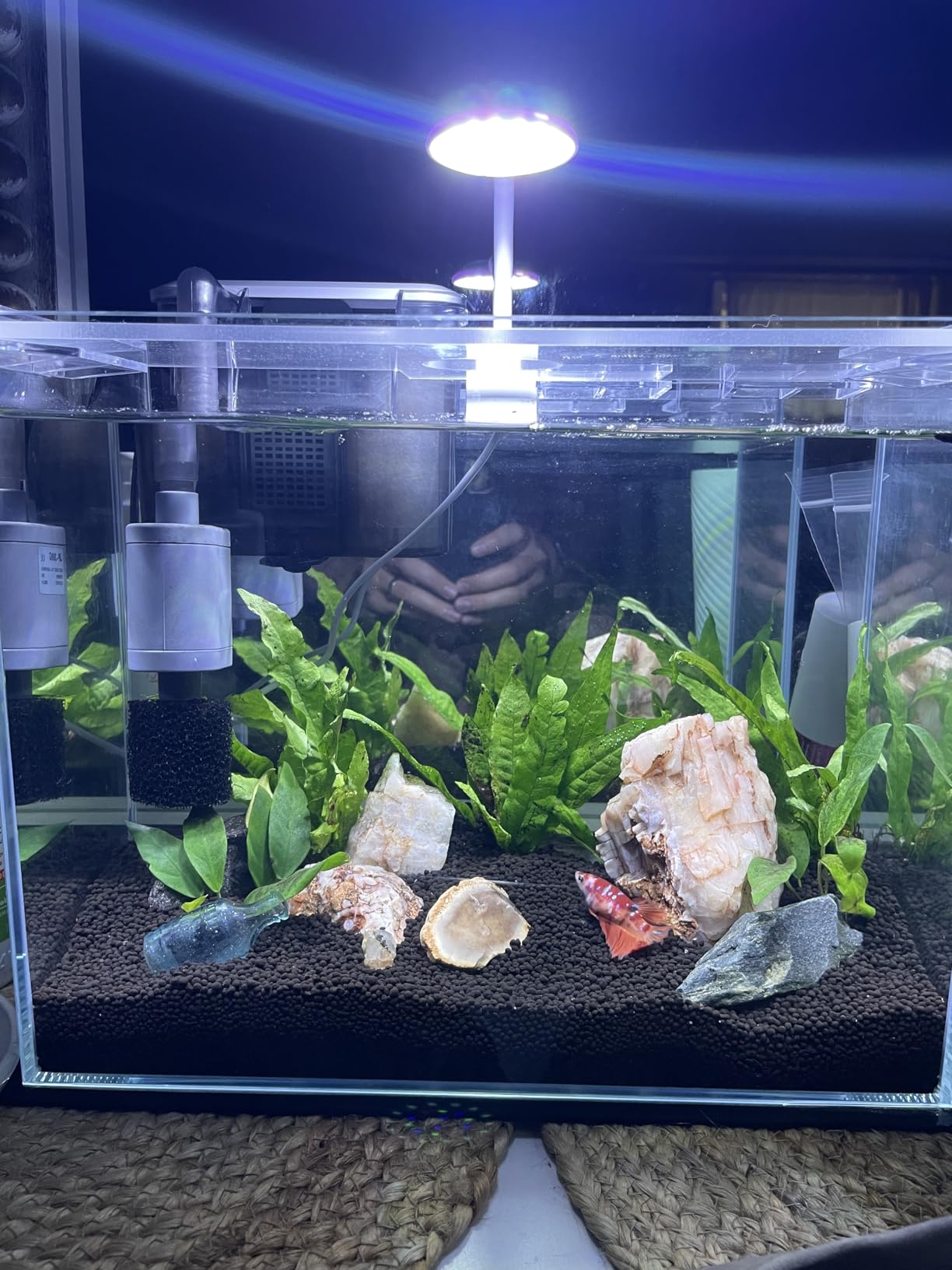 Vimvins 5 Gallon Glass Small Fish Tank with Filter Light and Lid, Betta Aquarium Starter Kits customer photo 2