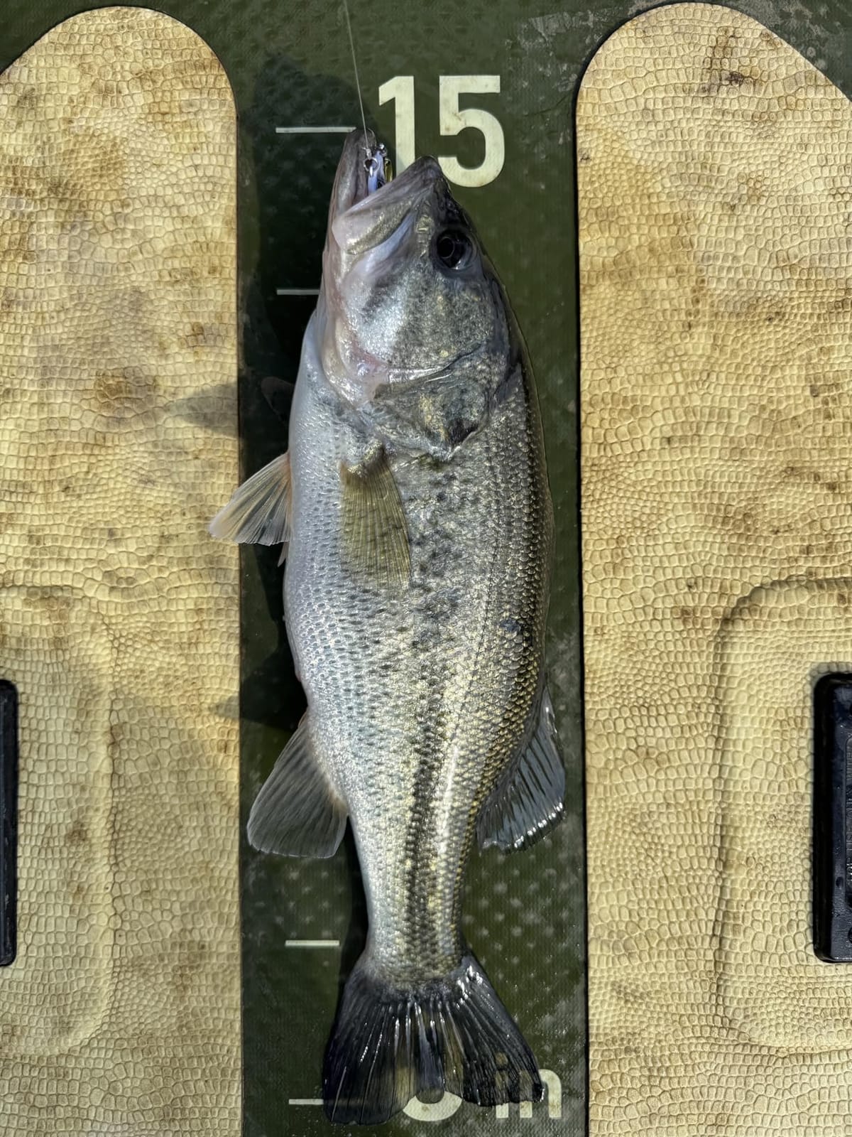 TRUSCEND Vibespinner Easy Catch Fishing Lures with BKK Hooks, Tail Spinner Baits customer photo 1