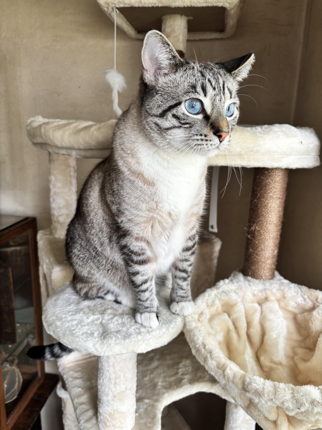 Globlazer 82in Extra Large Cat Tree Tower for Indoor Cats Large Adult, S82 | Tall Heavy Duty Big Cat Climbing Tower with 8 Scratching Posts, 2 Cat Condos, 2 Padded Perches, 3 Hanging Baskets, Dark Grey customer photo 1