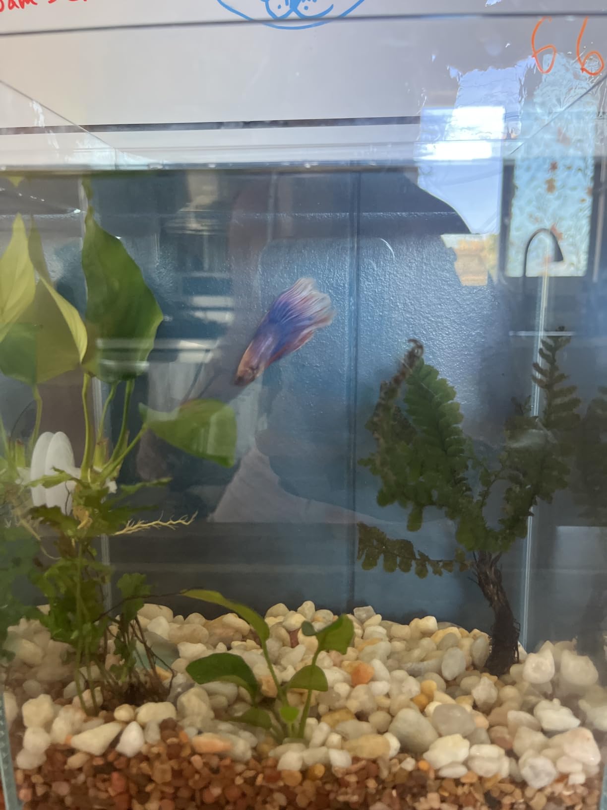 Vimvins 2 Gallon Glass Fish Tank, Easy to Maintain Small Aquarium for Betta/Snails/Shrimp and Aquatic Planting customer photo 1