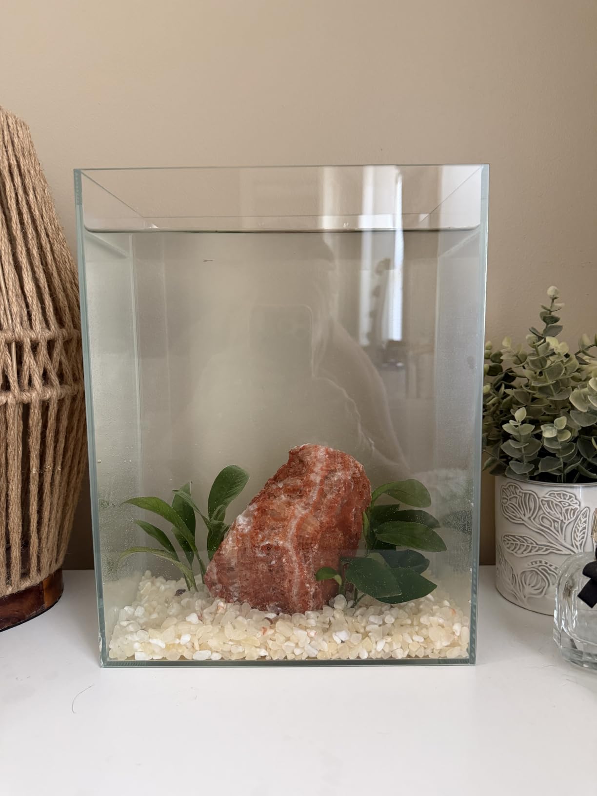 Vimvins 2 Gallon Glass Fish Tank, Easy to Maintain Small Aquarium for Betta/Snails/Shrimp and Aquatic Planting customer photo 2