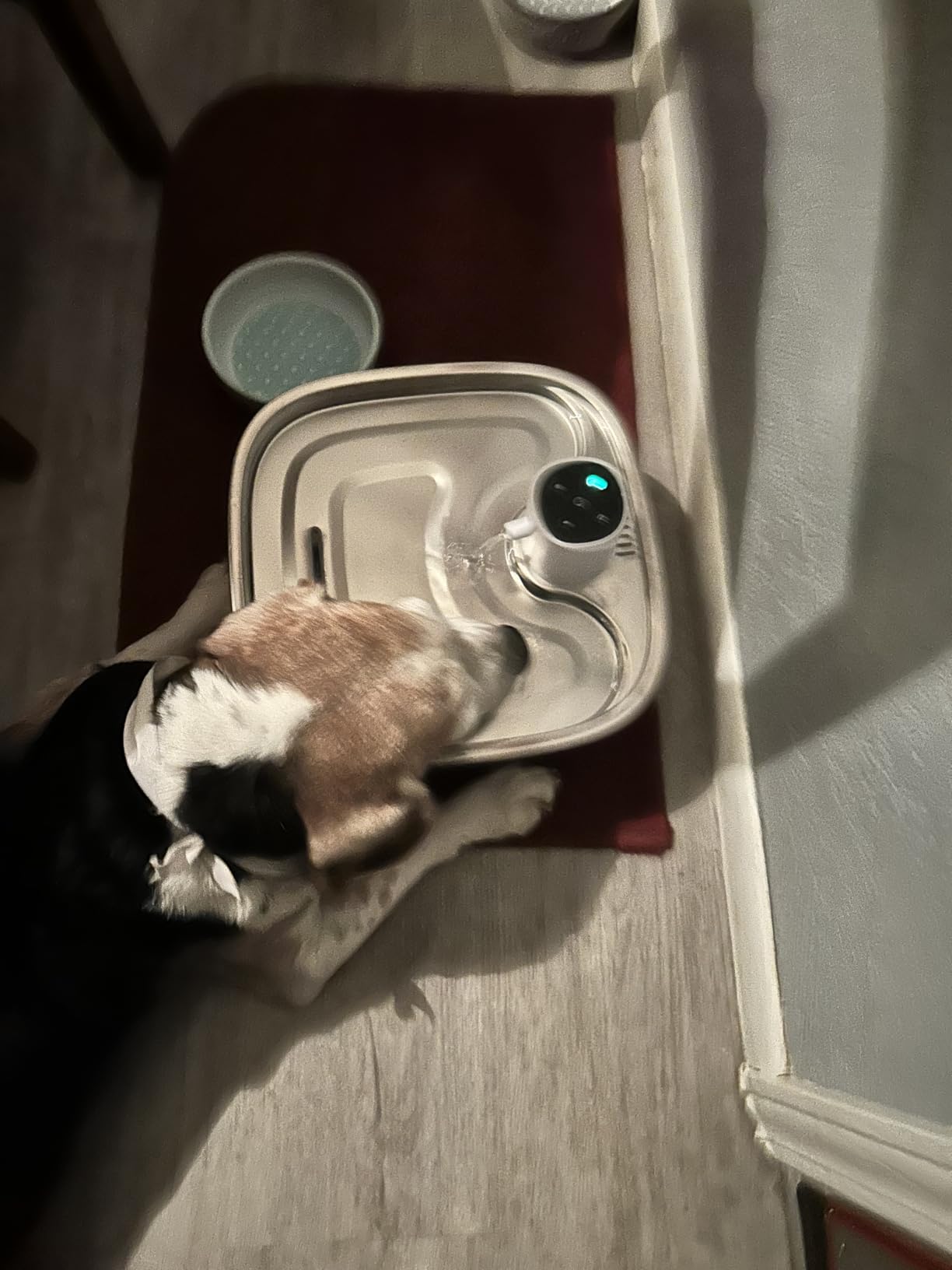 Cordless Wider Tray Dog Water Fountain, 5000mAh Battery Operated Dog Water Bowl Dispenser with 3 Motion Sensor, FEELNEEDY Stainless Steel Pet Water Fountain for Multi-Pets, Easy Setup & Clean, 8L customer photo 2