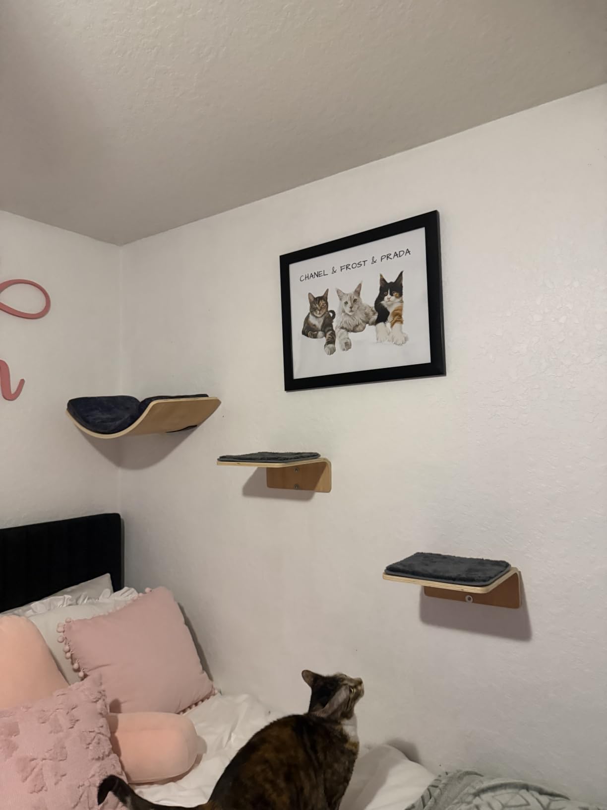 XiaZ Cat Wall Shelves, Corner Cat Shelf with 3 Wide Perch Steps, Kitty Wall Climber Wooden Furniture up to 25lbs, Modern Floating Cats Stairs for Indoor Sleeping, Playing, Climbing customer photo 2