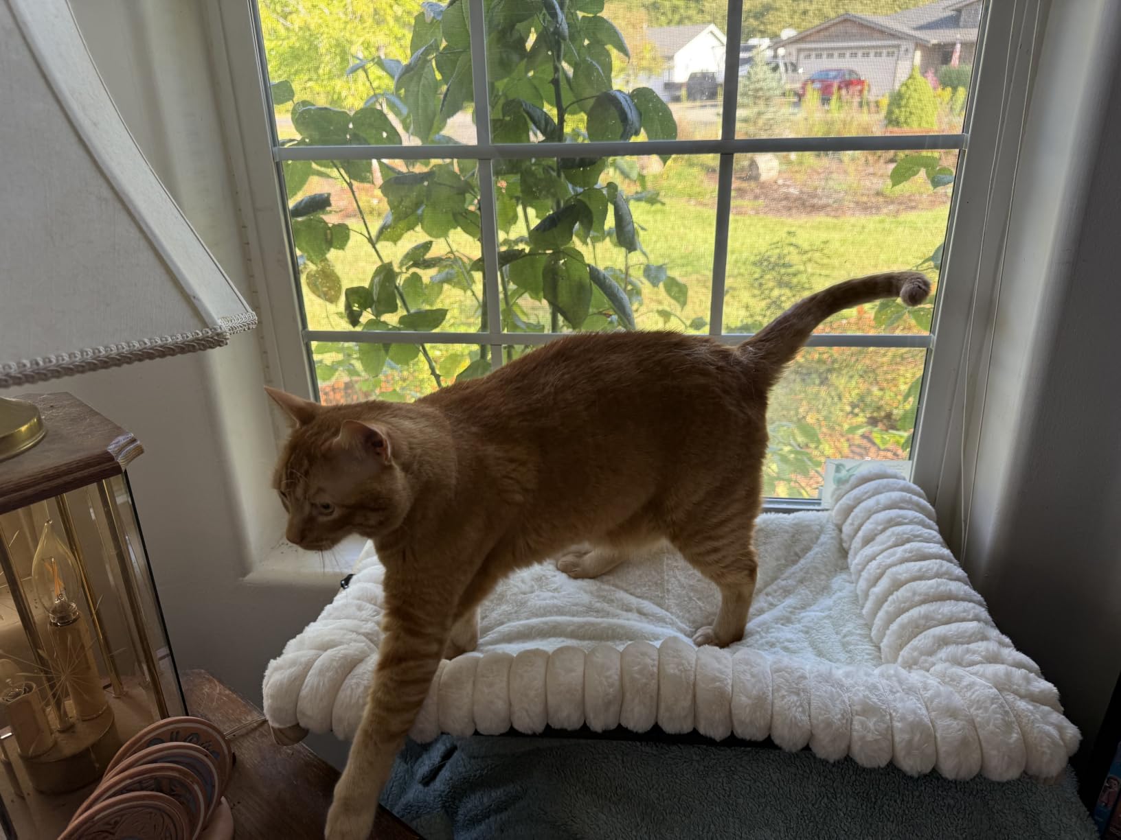 Cloud-Soft Cat Window Sill Perch, Zipper Design Cushion Pet Bed, L | Solid Wood & Sturdy Metal Frame, Machine Washable, Unobstructed Front View, Panoramic and Roomy Cat Hammock for Large Cats customer photo 2