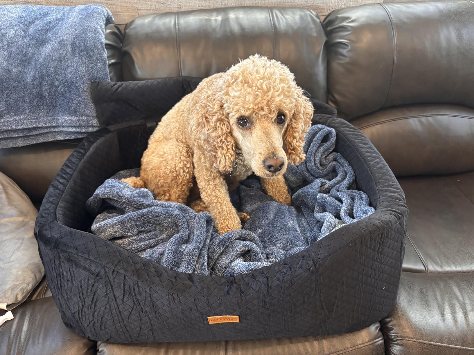 BLVRYVIO Large Dog Car Seat for Medium Sized Dogs Under 55lbs or 2 Smalls | Double Pet Booster Dog Seat for Car with 4