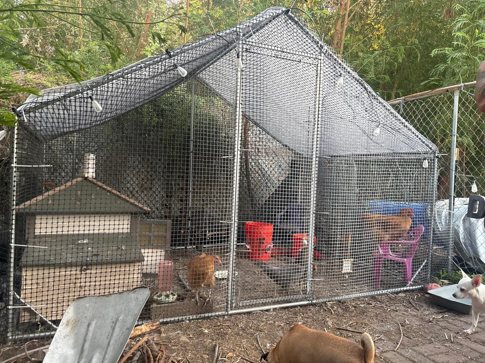 CAMMOO Walk in Chicken Coop, 9.8x6.6x6.6ft Chicken Run for Yard with Cover | Upgrade Double Lock & Mesh, Stainless Steel Ties, Easy Assembly, Chicken Pen for Ducks, Rabbits customer photo 2