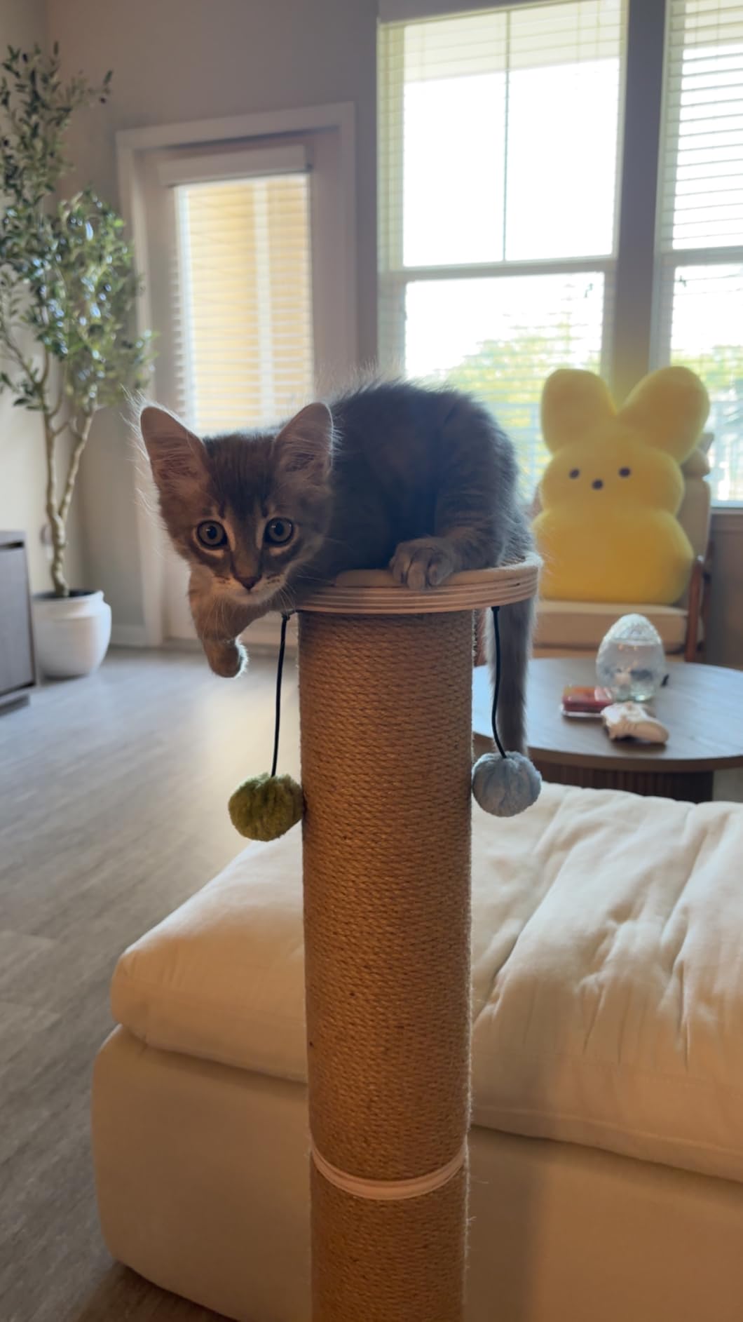 ZOMISIA 35'' Tall Cat Scratching Post for Indoor Cats Adults | 4.7'' Large Scratch Post, Thicken Wooden Base, Sisal Scratcher Top & Dangling Balls, Super Sturdy customer photo 2
