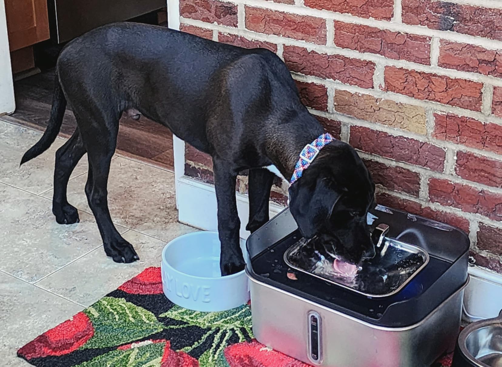 No Spill Dog Water Fountain Stainless Steel, Large 8L/2.1Gal Ultra Quiet customer photo 2