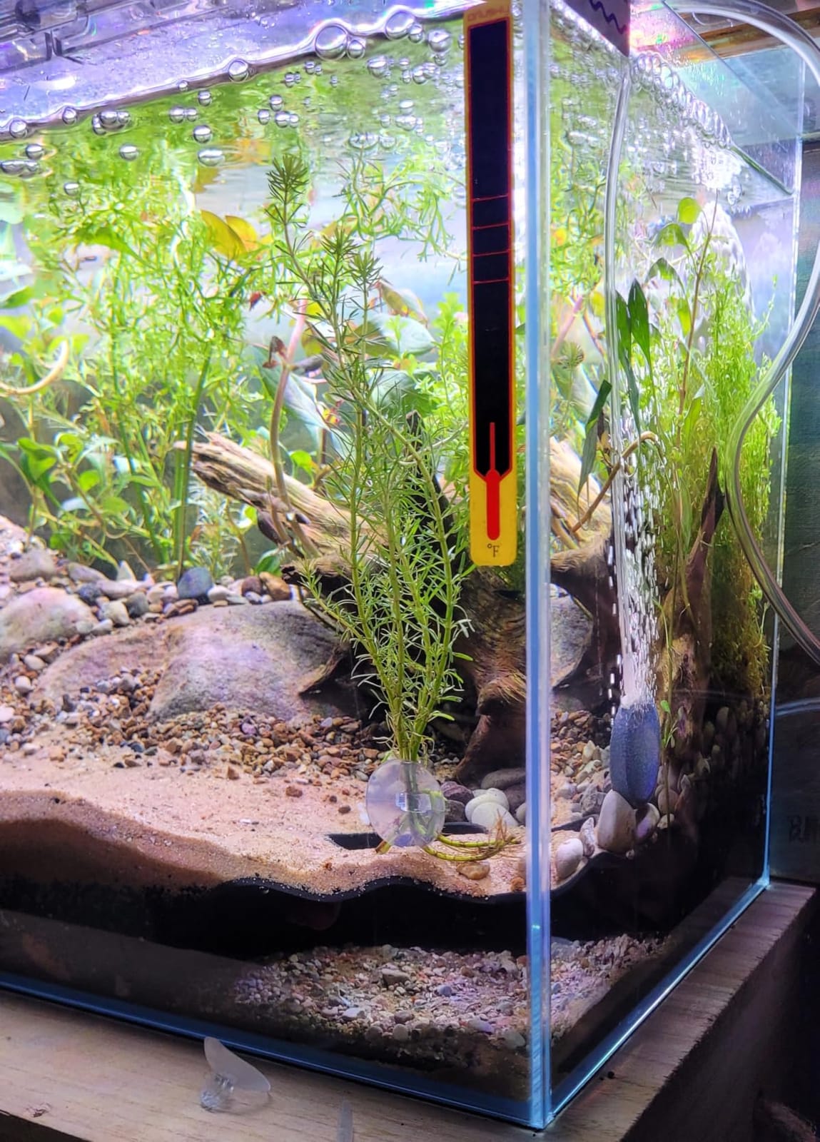3 Gallon Glass Fish Tank Cube with Open-Back Lid, Small Aquarium Fish Bowl for Betta Goldfish Snails Shrimp Aquatic Planting, Ultra Clear Rimless Design for Desktop Small Spaces customer photo 1