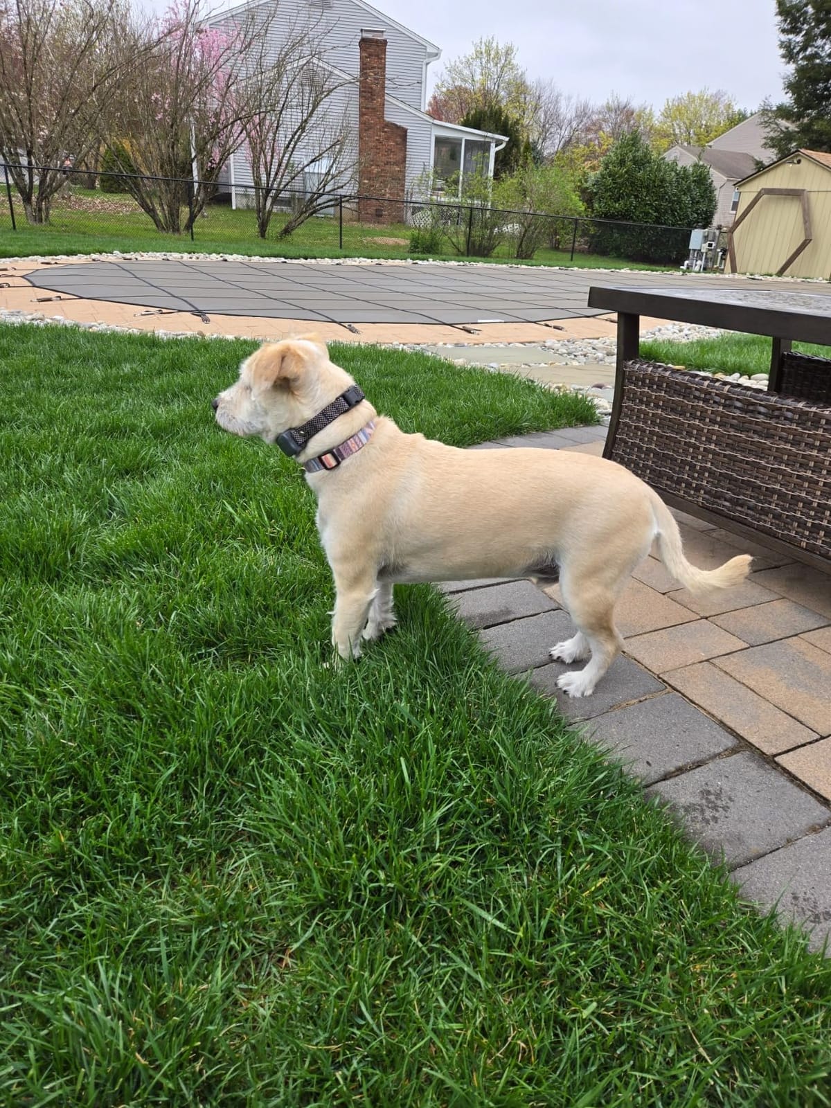 Htcuto Wireless Dog Fence System for 2 Large Medium Dogs (Pink 1V2 Fence) customer photo 1