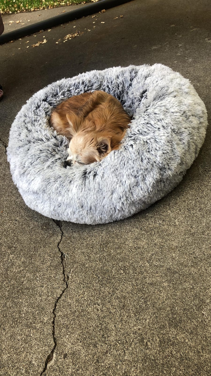 Feandrea Orthopedic Dog Bed, 30