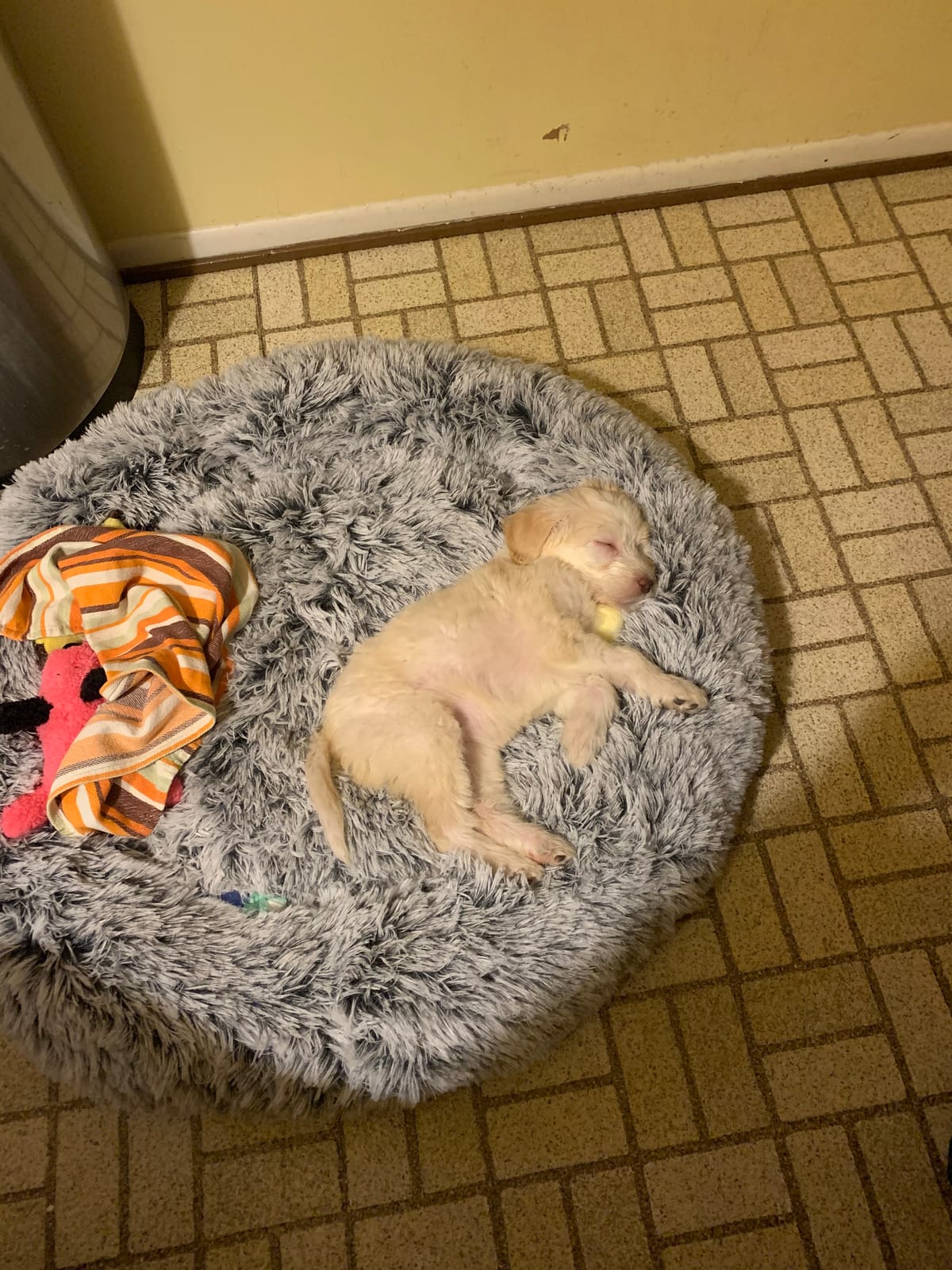 Feandrea Orthopedic Dog Bed, 30