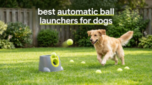 best automatic ball launchers for dogs