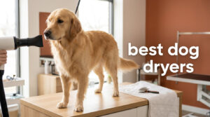 best dog dryers