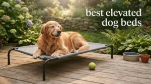 best elevated dog beds