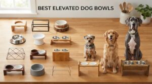 best elevated dog bowls