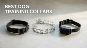 best dog training collars