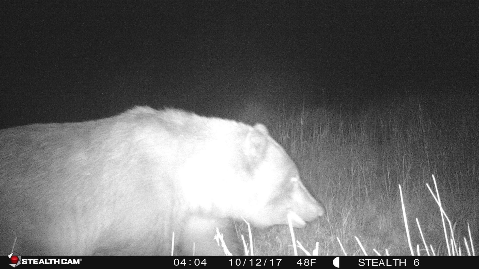 Stealth Cam outdoor Cam 1080p G42NG No Glo Trail and Wildlife Camera. Day or night proven reliability. Designed and Engineered in the USA customer photo 2