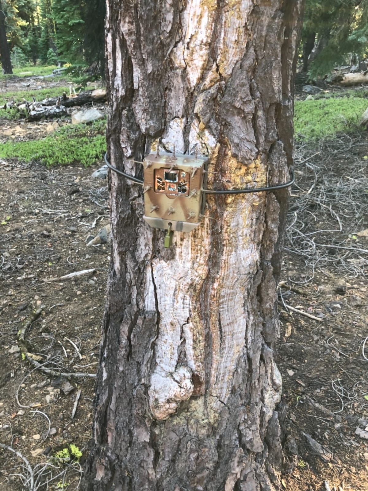 Steel Security Box for Browning Sub Micro Strike Force Trail Cameras - Durable 16-Gauge Camo Case with Lockable Theft Deterrent (200) customer photo 2