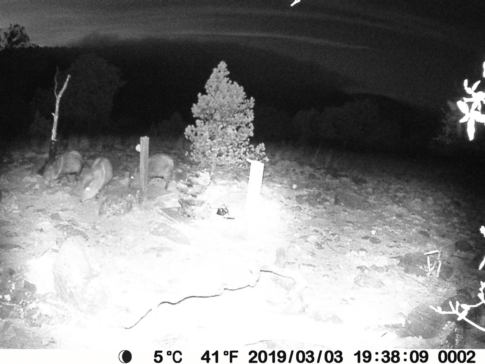 BLAZEVIDEO Trail Camera 64MP 1296P Video 940nm No-Glow Night Vision customer photo 2