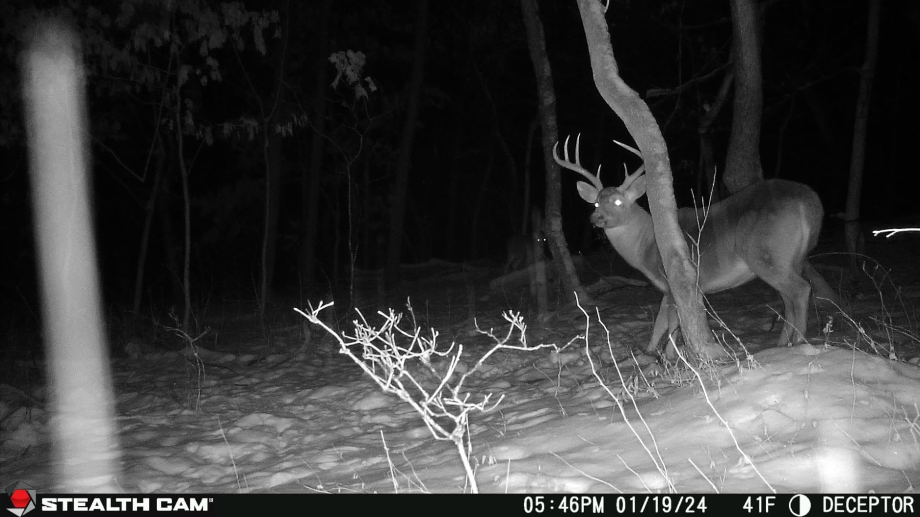 Stealth Cam Deceptor No 80ft IR 40MP 1440P HD Cellular Trail Camera customer photo 1